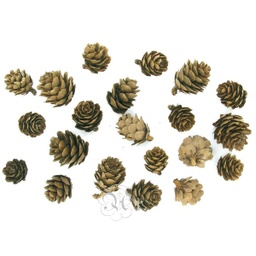 [2305002] Set 15 Mini Piñas Pino 3 Cm.